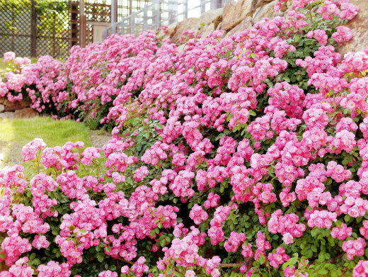 743690 (a): :2560x1922